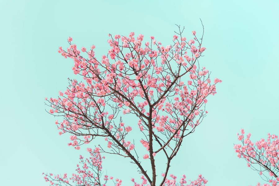 May Inspiration: Blossoming and Joy